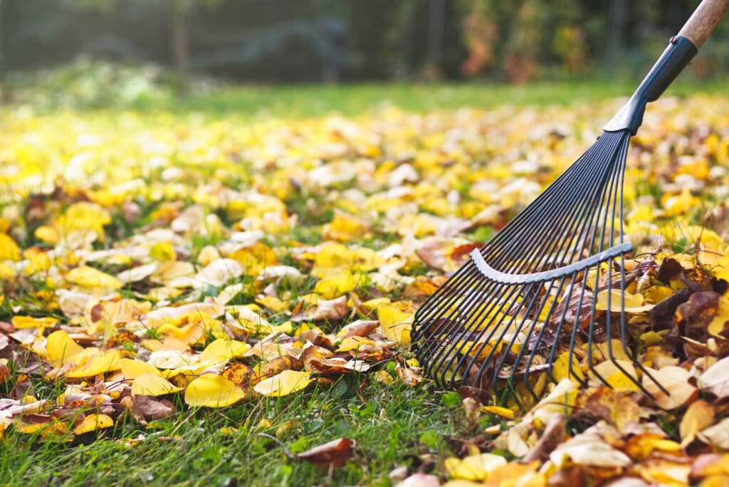 a rake moving over yellow autumn leaves