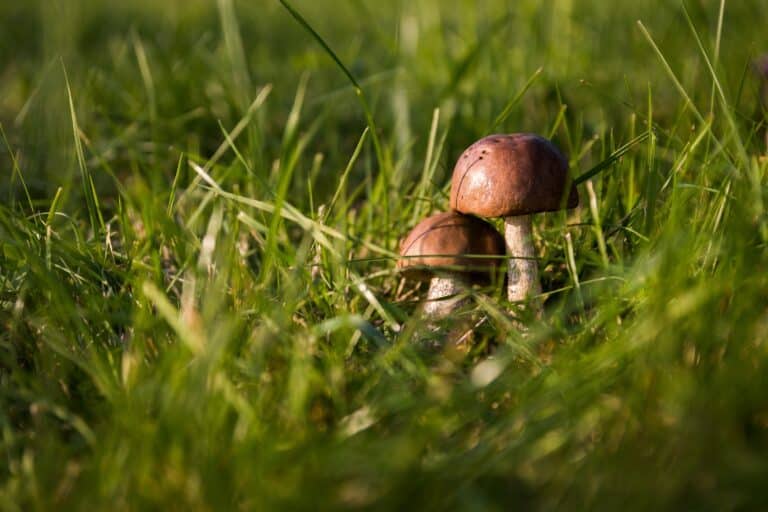 Mushrooms Growing in Grass