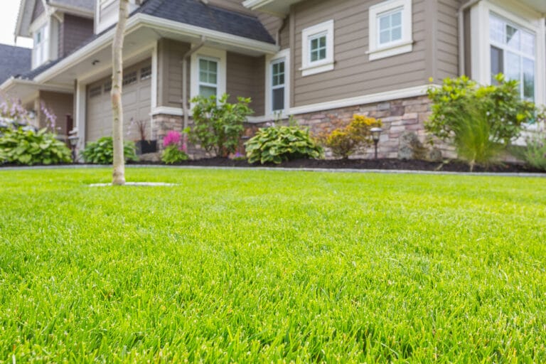 short grass with a house in the background