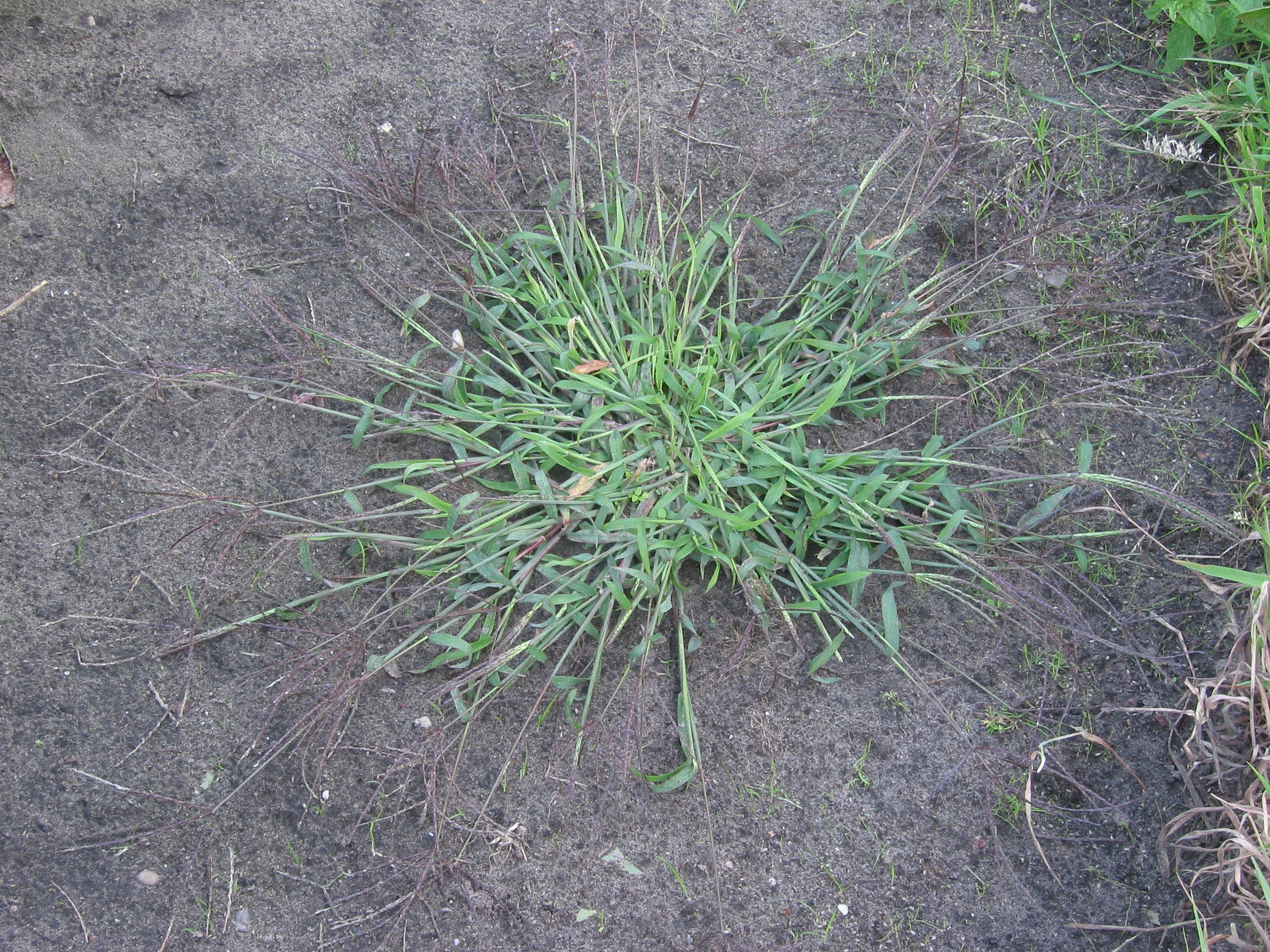 Image of Crabgrass with dew