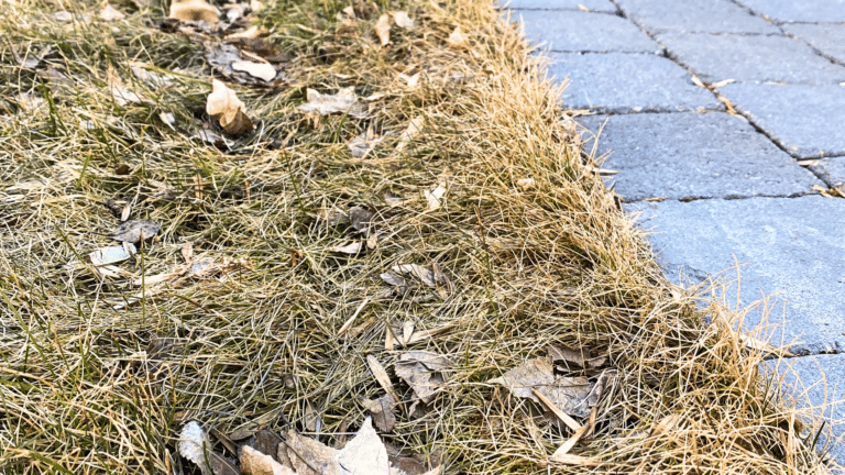 Overgrown leaves in spring